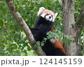 木の上のレッサーパンダ 124145159