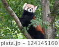 木の上のレッサーパンダ 124145160