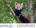 木の上のレッサーパンダ 124145161