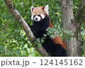木の上でくつろぐレッサーパンダ 124145162