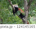 木に登るレッサーパンダ 124145165