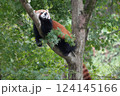 木に登るレッサーパンダ 124145166