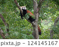 木に登るレッサーパンダ 124145167