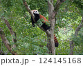 木に登るレッサーパンダ 124145168