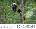 木に登るレッサーパンダ 124145169