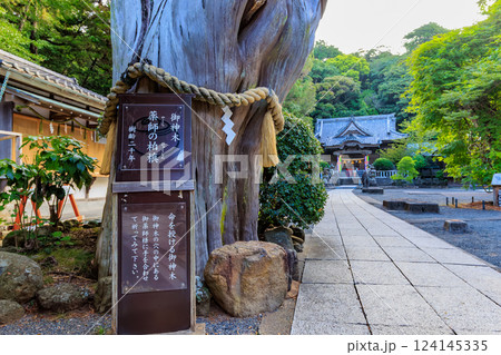 静岡県　下田市　白浜神社（御神木　薬師の柏槙） 124145335