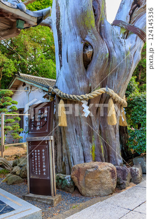 静岡県　下田市　白浜神社（御神木 薬師の柏槙） 124145336