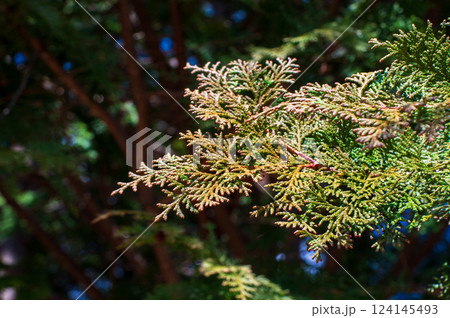 【花粉症イメージ】飛散前のヒノキ花粉 124145493