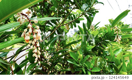 沖縄県八重山諸島西表島に咲くゲットウ 124145649