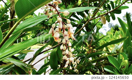 沖縄県八重山諸島西表島に咲くゲットウ 124145650