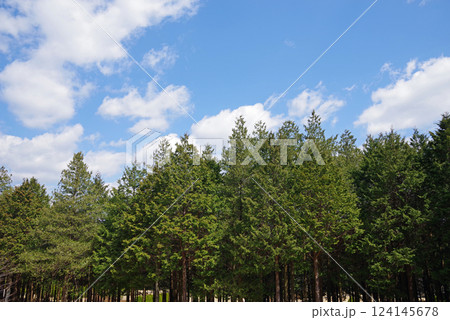 ひのきの森 124145678