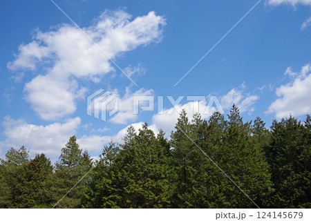 ひのきの森 ひのきの森 124145679