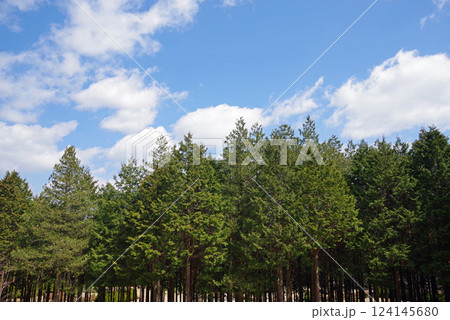 ひのきの森 124145680