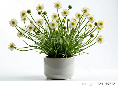 植物 工場 プランツ 124145712