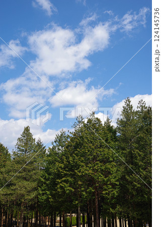 ひのきの森 124145736