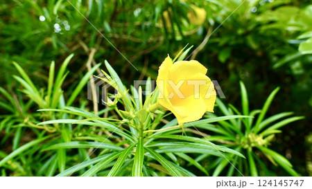 沖縄県八重山諸島西表島に咲くキバナキョウチクトウ 124145747