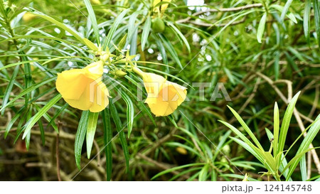 沖縄県八重山諸島西表島に咲くキバナキョウチクトウ 124145748