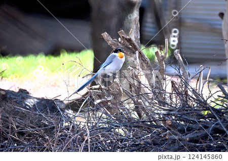 キンカンの柄を上手に咥えて運ぶオナガ 124145860