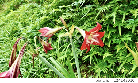 沖縄県八重山諸島西表島に咲くアマリリス 沖縄県八重山諸島西表島に咲くアマリリス 124145910