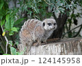 木に止まるミーアキャット 124145958