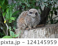 木に登るミーアキャット 124145959