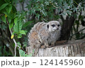 木に止まるミーアキャット 124145960