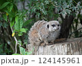 木に止まるミーアキャット 124145961