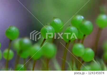 里山のタマゴケ 124145974