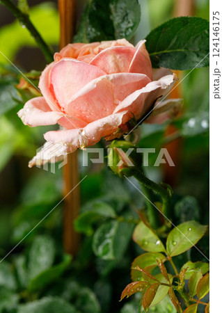 Beautiful pinkish coral orange roses under sunlight in rose garden. Floral natural background with rose flower. Beautiful pinkish coral orange roses under sunlight in rose garden. Floral natural background with rose flower. 124146175