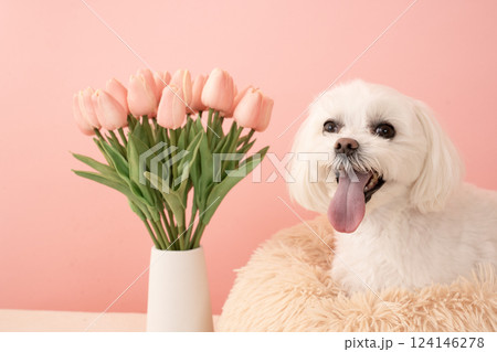 ベージューバックとチューリップと微笑むマルチーズのココ 124146278