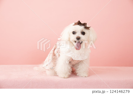 ピンクバックと微笑むマルチーズのココ ピンクバックと微笑むマルチーズのココ 124146279