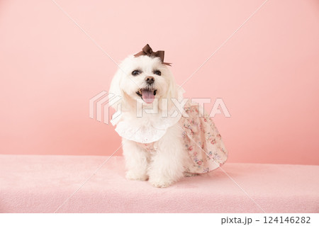 ピンクバックと微笑むマルチーズのココ 124146282