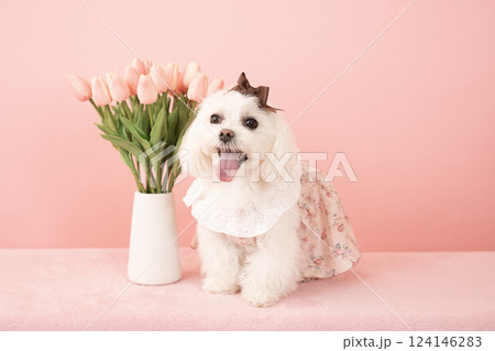 ピンクバックとチューリップと微笑むマルチーズのココ 124146283