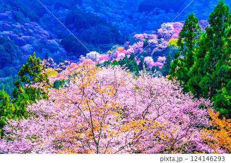 絶景の吉野桜 124146293