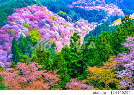 絶景の吉野桜 124146294