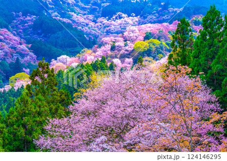 絶景の吉野桜 124146295