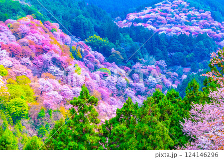 絶景の吉野桜 124146296