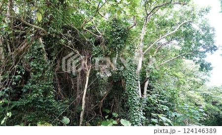 沖縄県八重山諸島西表島の県道215号の風景 124146389