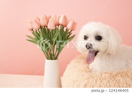 ベージューバックとチューリップと微笑むマルチーズのココ ベージューバックとチューリップと微笑むマルチーズのココ 124146405