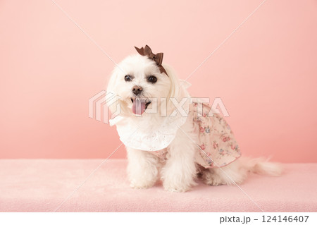 ピンクバックと微笑むマルチーズのココ ピンクバックと微笑むマルチーズのココ 124146407