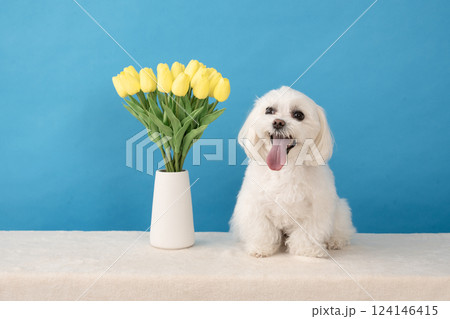 ブルーバックと黄色いチューリップと微笑むマルチーズのココ 124146415