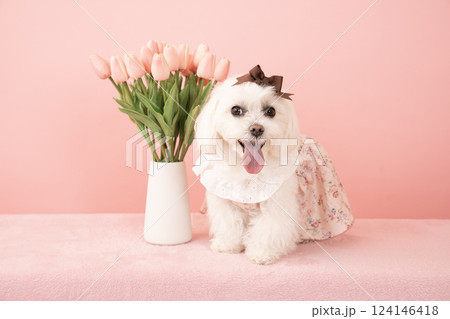 ピンクバックとチューリップと微笑むマルチーズのココ 124146418