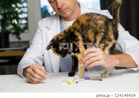 Cute Little Cat Being Examined at the Vet Office 124146439