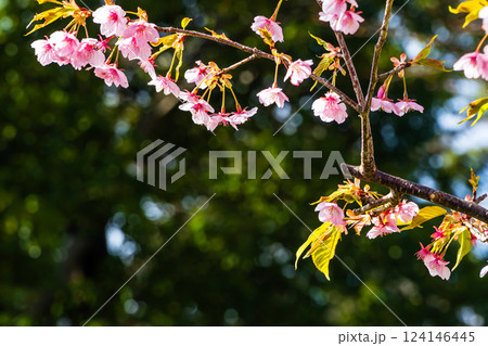 可憐な河津桜 124146445