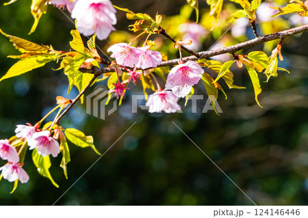 可憐な河津桜 124146446