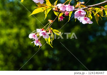 可憐な河津桜 124146447