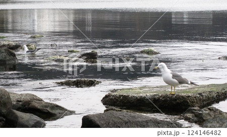 海岸に居たウミネコのペア 124146482