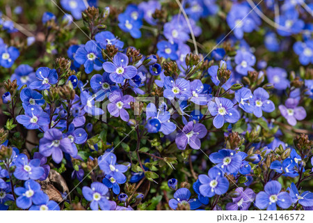 可愛い小さな青い花 可愛い小さな青い花 124146572