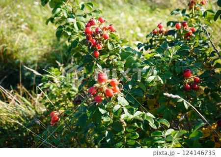 オホーツクの赤いハマナスの実 124146735