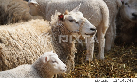 羊の親子 124146745